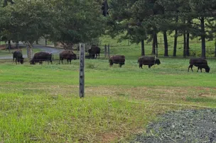 Bison Trail RV Park – photo 3