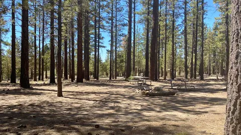 Forest Site Small — image 1 of 4