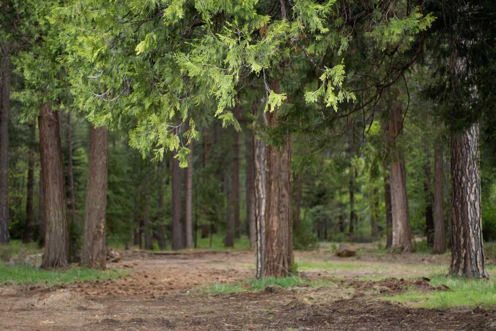 Forest Lodge Campground and RV, Greenville, California - Main Photo