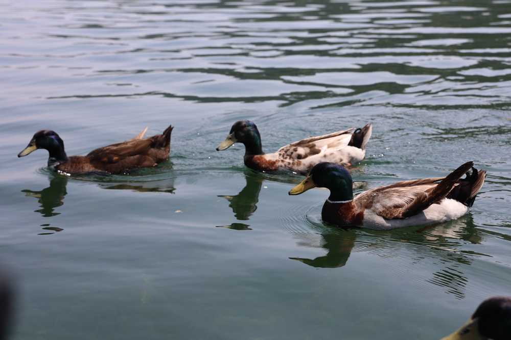 Jessica Hollis Park, Austin, Texas - Photo 5