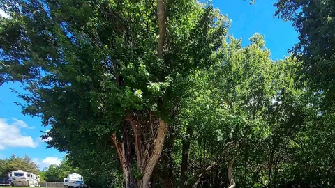 Primitive Tent Site (Shade) — image 1 of 1