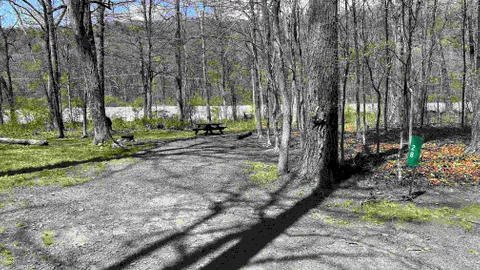 Forest Tent Site - 5 Person Maximum — image 2 of 6