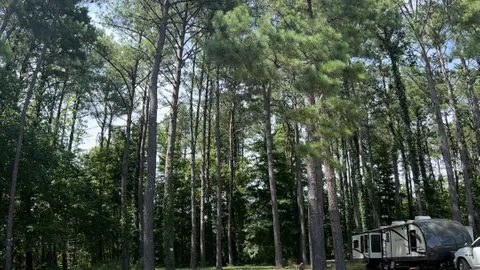 The Pines — image 1 of 1