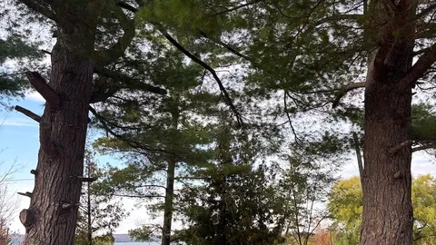 Lake View — image 6 of 6