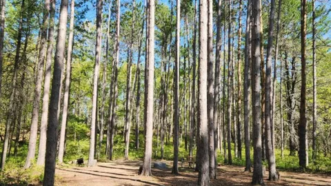 Campsite - Unserviced — image 1 of 4