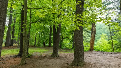 Rustic Tent — image 4 of 4