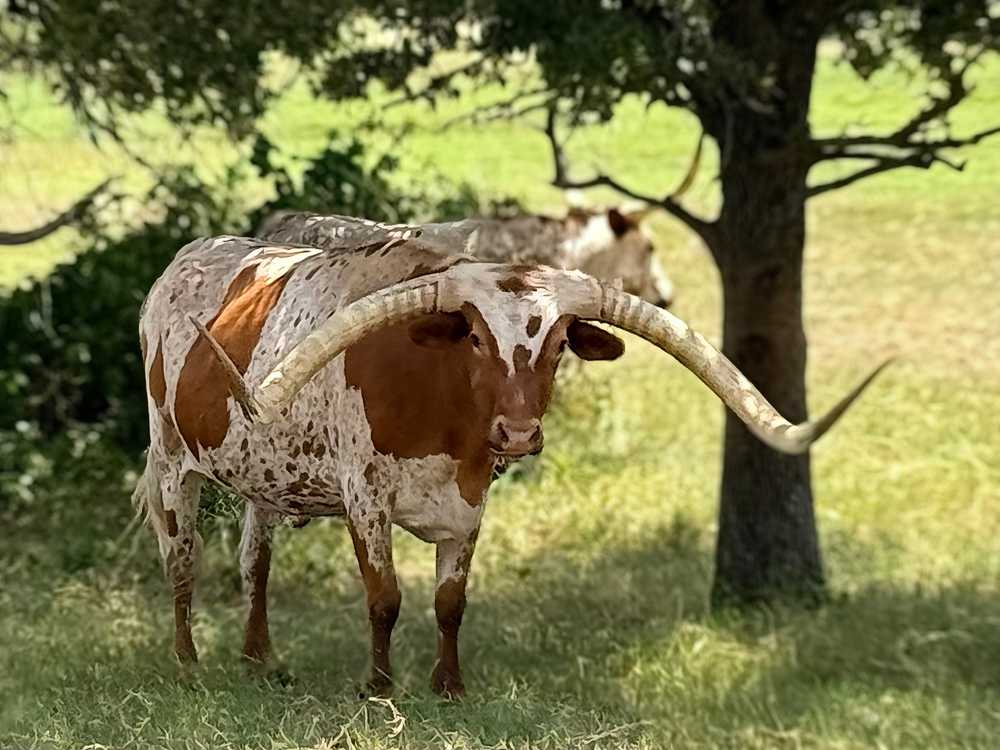Sendera RV Park, Springtown, Texas - Main Photo
