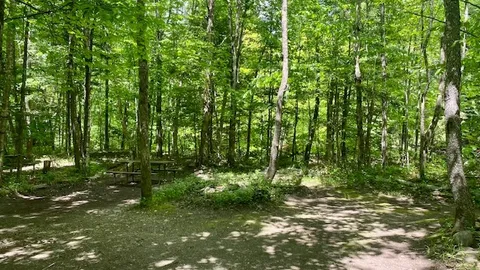 Tent Site in the Wooded area (non-river) — image 1 of 3