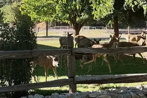 Deer Springs RV Resort – photo 3