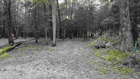 Tent / No Forest Amenity RV Site - 10 Person Maximum — image 2 of 10