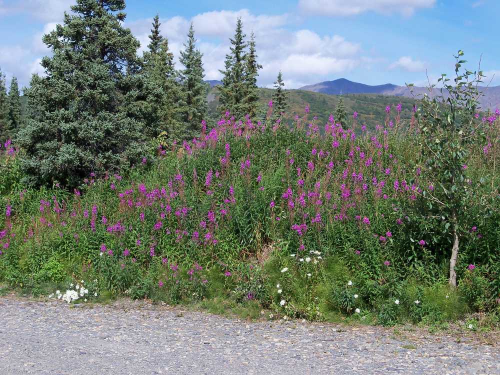 Cantwell RV park, Cantwell, Alaska - Photo 5