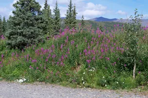 Cantwell RV park – photo 5