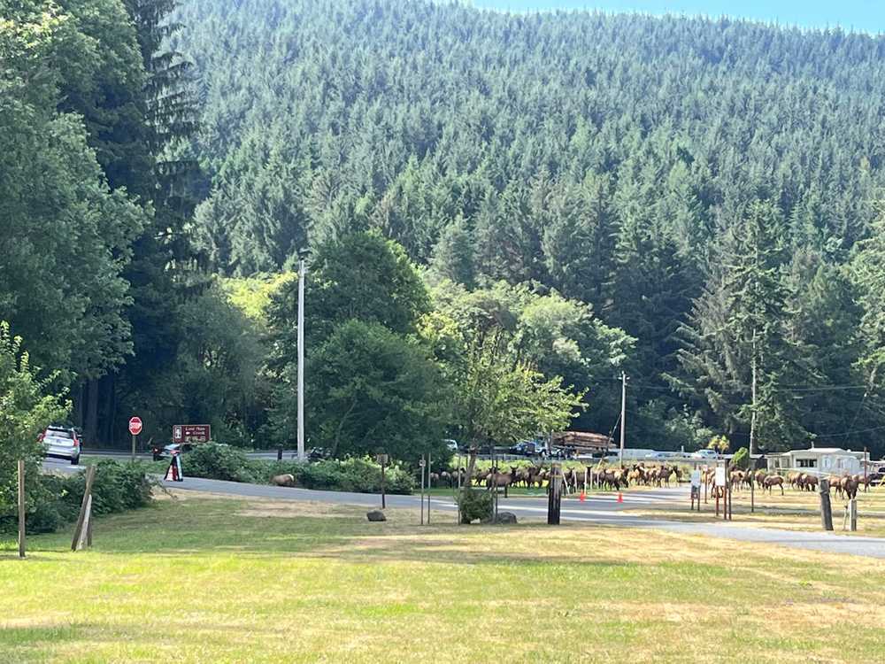 Heart of the Redwoods Cottages & RV - Photo 3