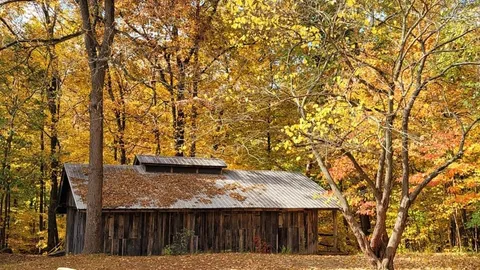 Primitive Tent Site — image 5 of 5