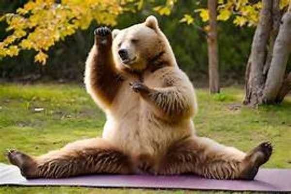 Bare BEAR THEME Weekend