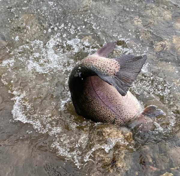 Trout Tournament Weekend