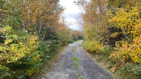 Unserviced Sheltered Tent Site — image 1 of 3