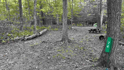 Forest Tent Site - 10 Person Maximum — image 15 of 15