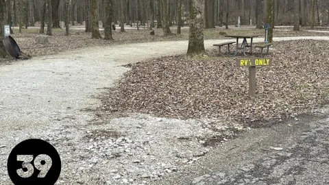 Electric Campsite — image 2 of 28