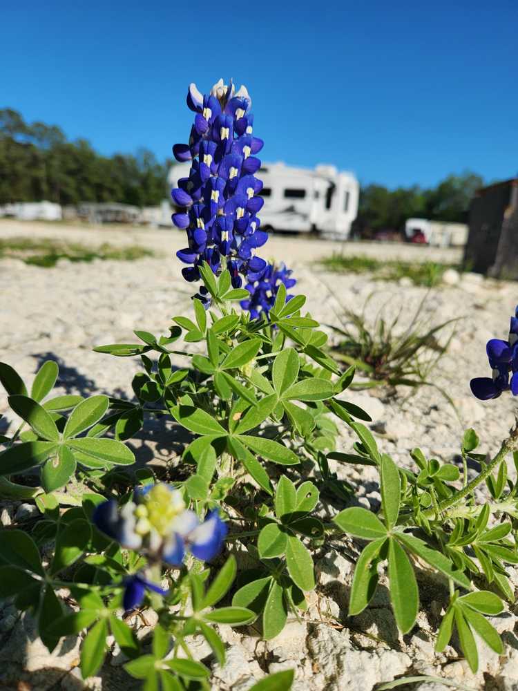 Texas Gold RV Ranch, Palestine, Texas - Photo 3