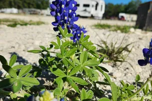 Texas Gold RV Ranch – photo 3
