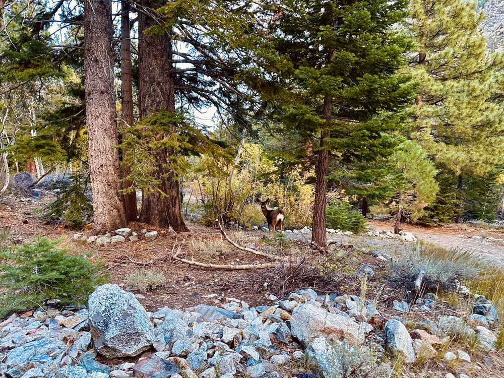 Lundy Lake Resort - Photo 5