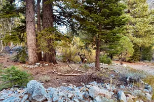 Lundy Lake Resort – photo 5