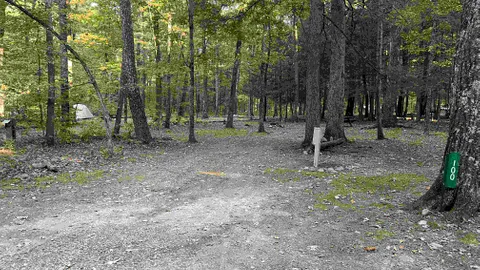 20 AMP Forest Tent / RV Site — image 2 of 10