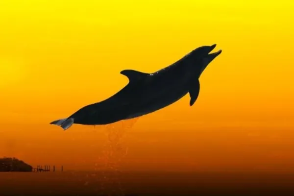 Dolphin Sunset Celebration - Dolphin Research Center