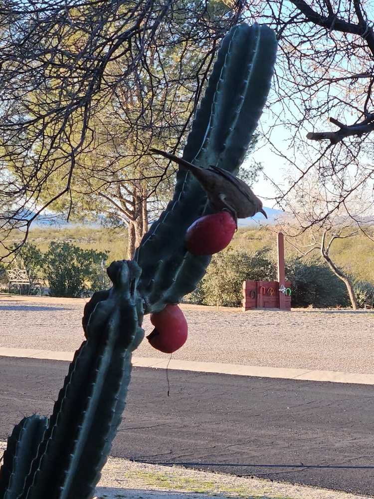 North Ranch RV Park - Congress, AZ - Photo 5