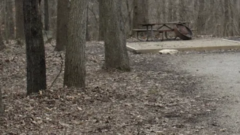 Primitive Campsite — image 11 of 11