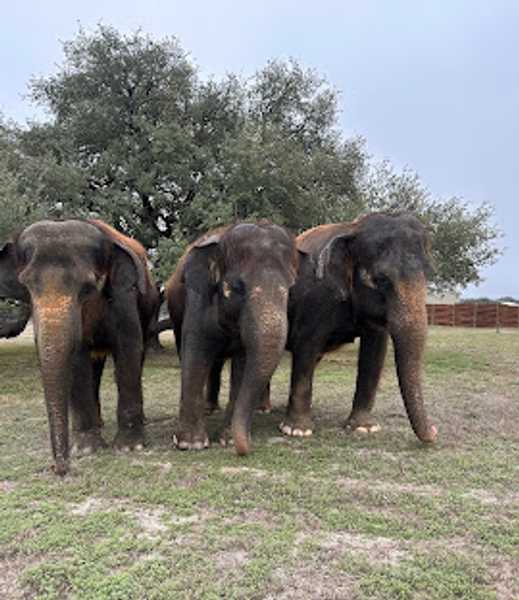 Valentine's Weekend with the Elephants