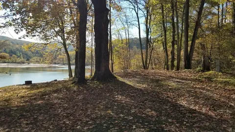 Seasonal, Wooded, West Campsite — image 1 of 2