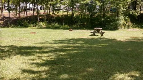 Lake Access Primitive Tent Site — image 1 of 2