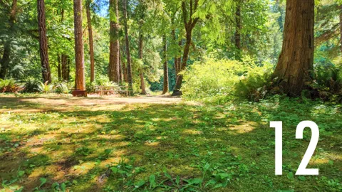 Fern Lane Primitive Tent Site — image 2 of 11