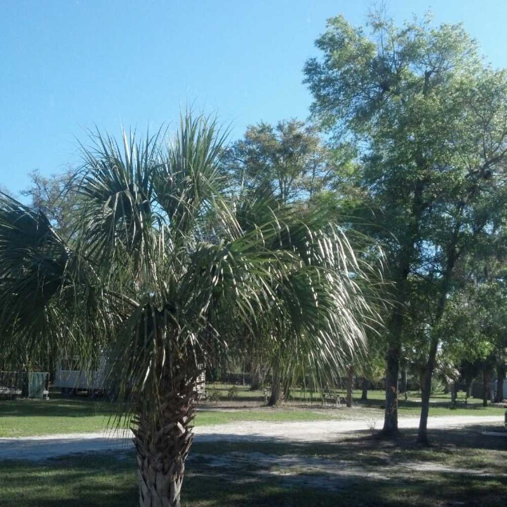 Shady Banks RV Resort - Photo 5