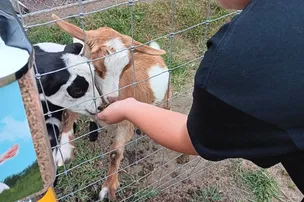 Bellinger's Liberty Acres Fainting Goats and Campground – photo 4