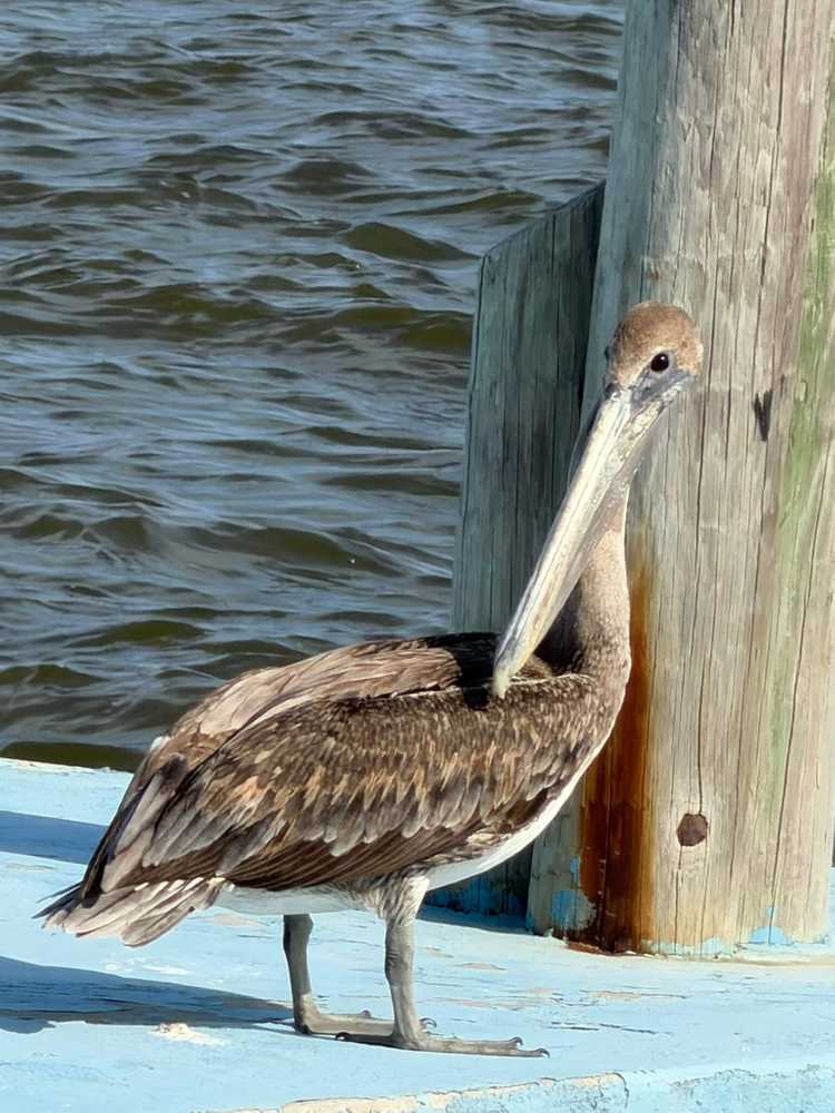 Horseshoe Beach RV, Horseshoe Beach, Florida - Photo 5