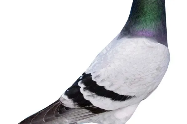 Pigeon Races