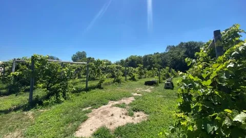 Single Tent - Vineyard — image 2 of 14
