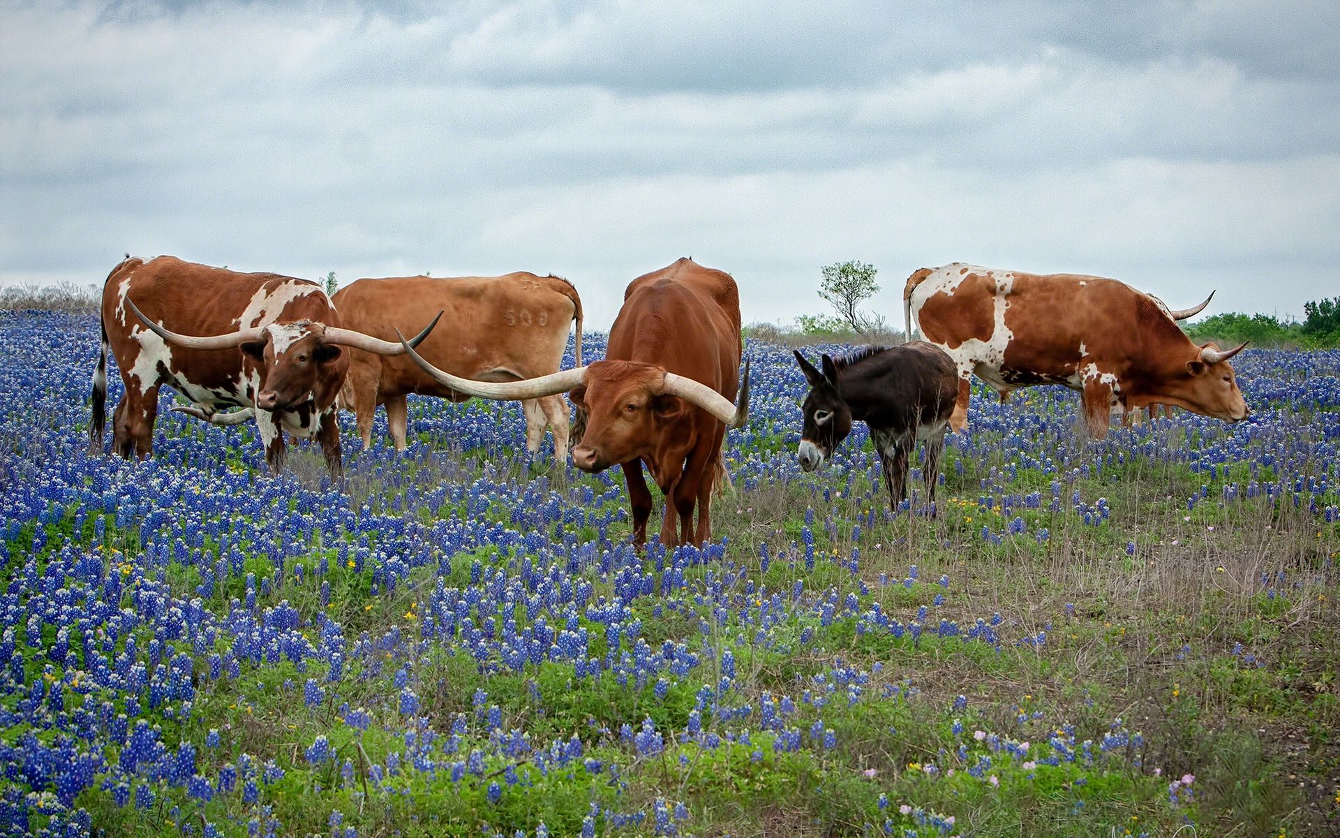 Longhorn RV Resort, Niederwald, Texas