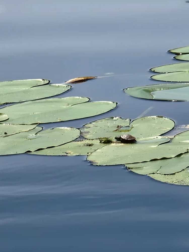 Wild Nature Campground - Photo 5
