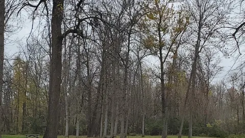 Primitive Tent Site — image 1 of 1
