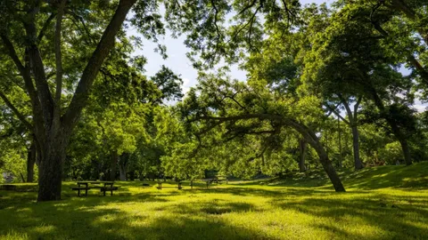 Primitive Tent Camping Site — image 1 of 4