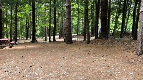 Wooded Tent Site — image 5 of 5