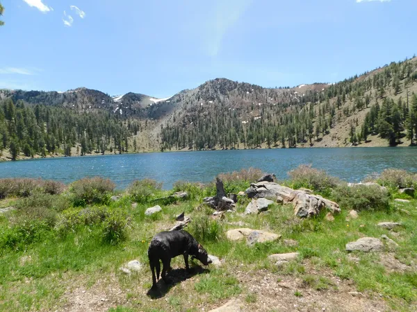 Coffee Creek Campground & R.V. Park, Trinity Center, California campground