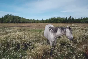 Harmony Acres – photo 4