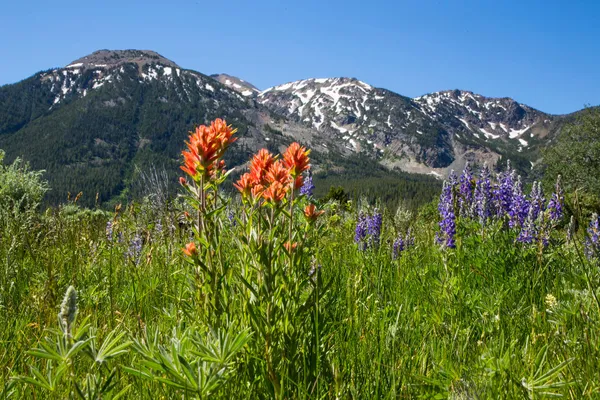 Yellowstone RV Park at Macks Inn, Island Park, Idaho campground