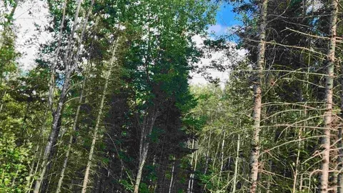 Whitetail Loop Premium Full-service Back-In Site — image 1 of 1