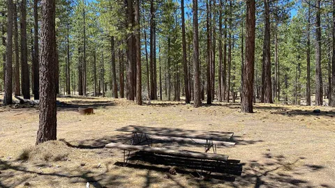 Forest Site Large — image 1 of 3